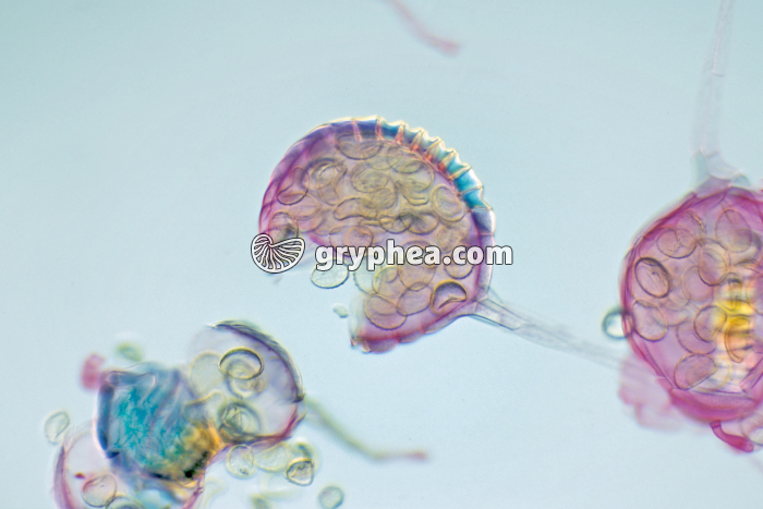 Polypode - Sporanges et spores de Polypode x40 - gryphea.org